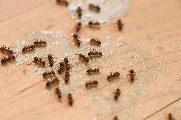 Best Best Pest Control Companies  in Jena, LA